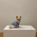 스튜디오핍