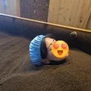 발효명가 도원한의원 | [대구효소찜질 제대로 즐기기]지산동 엘리스 효소방 코브리오찜질 효소욕 체험기