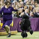 대통령공원 진돗개 이미지