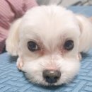 문 동물병원 | 부평 프라임 동물 병원 후기｜강아지 싸움 후 귀 다쳤을 때 응급 진료 후기