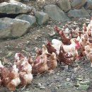 오탄농장 이미지