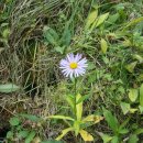 노고단-17 이미지