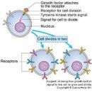 에스메드 이미지