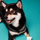 봄날동물병원 이미지