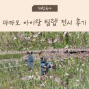 팀랩 | 아이랑 마카오 여행｜팀랩 전시 &amp; 미슐랭 딤섬 맛집 디에잇 후기