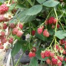 가마골농장 이미지