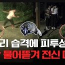 오소리 습격 사고, 도심 공원서 14군데 심각한 마취 수술 이미지