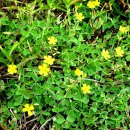 무릉리-11 이미지