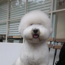 프랑소와펫(압구정점) 이미지