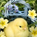 병아리약국 이미지