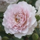 웨이브 WAVE 이미지