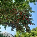 상맹방2리마을회관 | 충남 공주 천방산(479m) 3개 시군의 경계를 가르는 금북정맥의 산(2026.6.26)