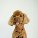 한강펫살롱 이미지