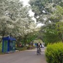 징검다리 민박 이미지