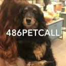 486펫콜 이미지