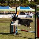 도그니엘 이미지