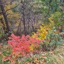 크로마하프앙상블 이미지