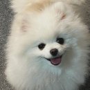 앙꼬집