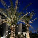 에다모니아 이미지