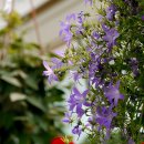 허브아일랜드식물원 이미지