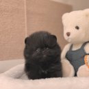 강남 요미독앤캣 강아지 분양 고양이 분양 | 중구강아지분양 행복한 만남 요미독앤캣에서 시작했어요