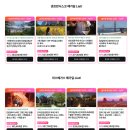 (주)더블파이브 | la 맛집 추천 가성비 좋은 미국 햄버거 인앤아웃 버거 치폴레 메뉴 주문방법