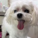 댕댕이의 품격 이미지