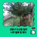 위성빌라 | 성동구 도선동 빌라 나무 벌목 및 제거