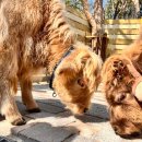 카페 까망토끼 | [ 포천 영북 ] 마이애니멀스토리 in 평강랜드 - 포천가볼만한곳 식물원 동물원 귀여운 동물 데이트 아기...