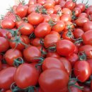 지기님의 요청으로(대추방울 토마토 12일 오전 종료) 이미지