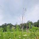 까꿍구제 이미지