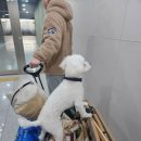 GS25부민캠퍼스 | 수원 애견동반 나들이 가기좋은 경기상상캠퍼스 3월 방문후기 GS편의점 오픈