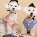 도그메종 이미지