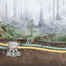 How Trees Secretly Talk to Each Other in the Forest | Decoder National Ge 이미지