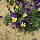 고양누리길 10코스 견달산누리길 이미지