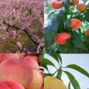 월광농원 이미지