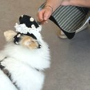 댕스포유 이미지