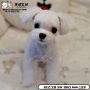 개성있냥 네이버블로그