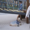 골목길 | [대형견 동반] 여주 '달팽이언덕' 산책 코스 어린이 놀이터 추천 반려견과 아이들이 함께 뛰어놀 수...