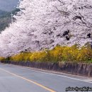 제164차 구례오산벚꽃테마산행안내 이미지