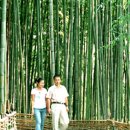 국도24호선가로수 이미지