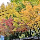 토성카인테리어 | 서울 단풍구경 보러 갈까? 데이트, 나들이 완벽 코스 추천!