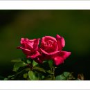 호수공원 10로 이미지