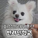 반려인학교 | 화성반려견훈련 반려인학교 비대면으로 배우는 강아지 교감놀이 화성애견유치원 화성애견훈련