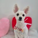 아모르 댕 이미지