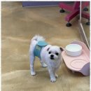 우리펫살롱 이미지