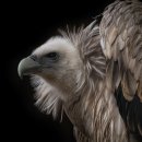 서초외국어번역행정사 이미지