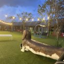 별빛애견펜션 이미지