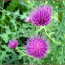 전원생활촌 이미지