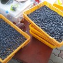 미운오리농장 이미지